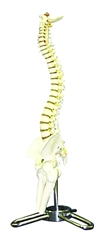 Human Spinal Column Model (1/2 size)