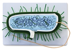 Prokaryotic Cell Model