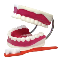 Teeth Model With Brush