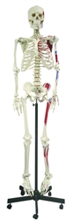 Full Size Skeleton with Muscles