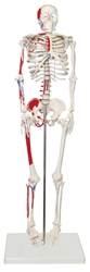 Half-Size Skeleton with Muscles