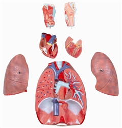 Model of the Human Respiratory System