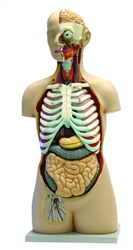 17  Part Human Torso Model with Open Back