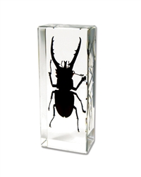 Mountain Stag Beetle Paperweight