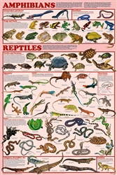 Amphibians and Reptiles - Laminated Poster