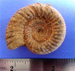 White Ammonite Fossil 1"