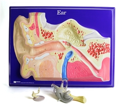Ear Model Activity Set