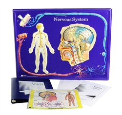 Nervous System Model Activity Set