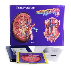 Urinary System Model Activity Set