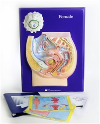 Female Reproductive Model Activity Set