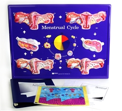 Menstrual Cycle Model Activity Set