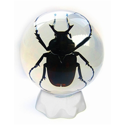Antler Horned Beetle in Sphere