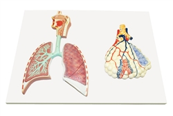 Respiratory System Model w/Magnified Alveolus