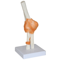 Elbow Joint Model