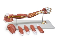 Muscles of the Human Arm - 7 Parts