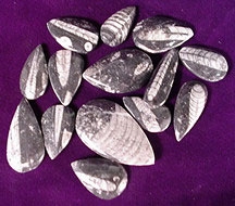 Small Orthoceras Fossil 2-3