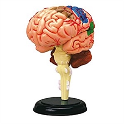 4D Human Antomy Brain Model