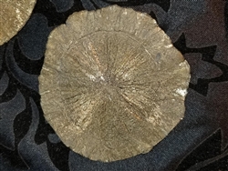 Pyrite Sun 3-4" Diameter