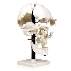 Human Beauchene Skull Model